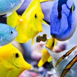 Easy Reefs Masstick Fish Food