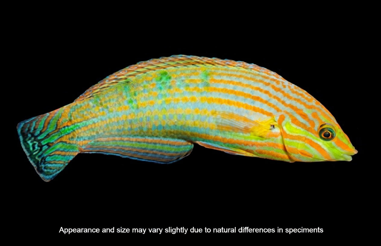 Melanurus Wrasse (Halichoeres melanurus) – Male – Approx. 2.25–3.5