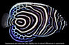 Angel Fish