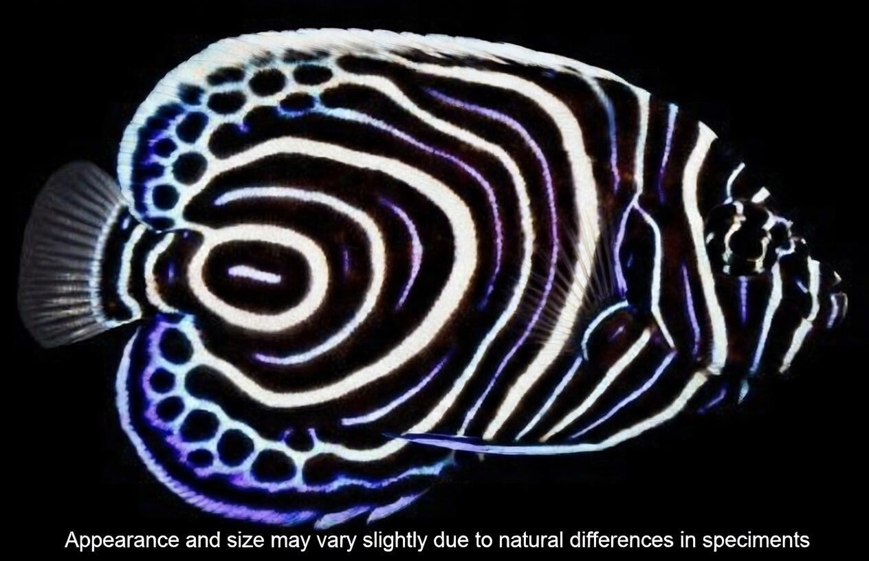 Angel Fish
