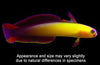 Goby