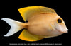 Tangs