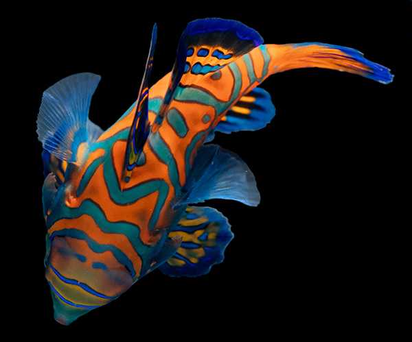 Expert-Level Marine Fish