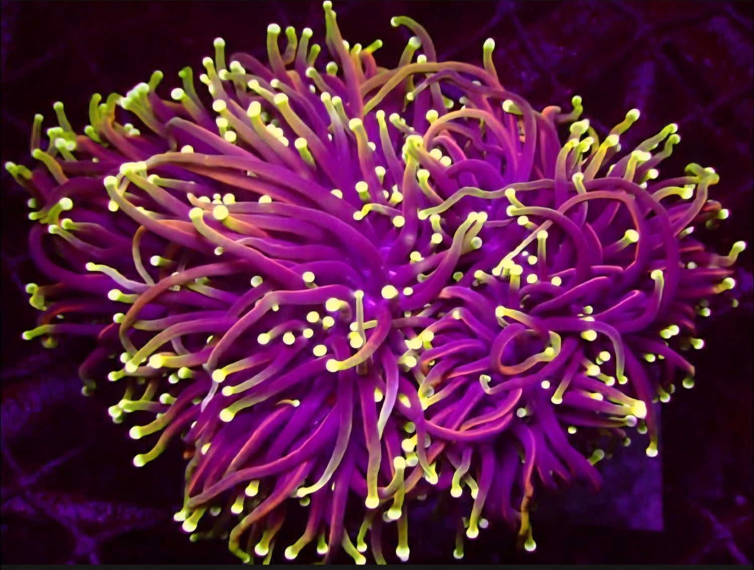WYSIWG Coral