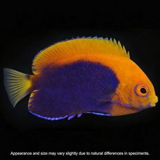 Orangeback Pygmy Angelfish (Centropyge acanthops) – Approx. 1.25–2.25”