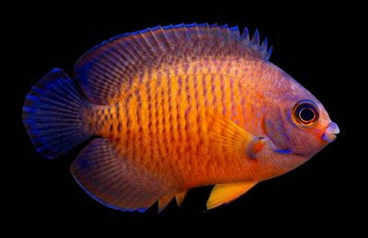 Coral Beauty Angelfish (Centropyge bispinosa) – Approx. 2–3”