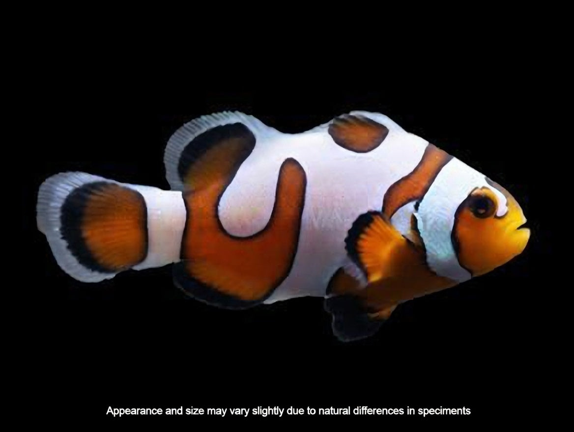 DaVinci Ocellaris Clownfish – Grade A (Captive Bred) – Amphiprion ocellaris – Under 1”