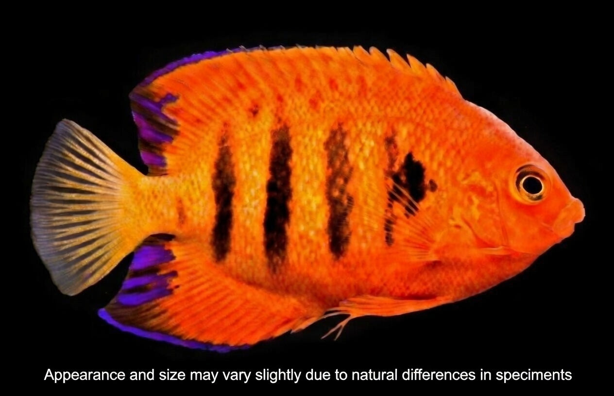 Flame Angelfish (Centropyge loriculus) – Approx. Under 2”