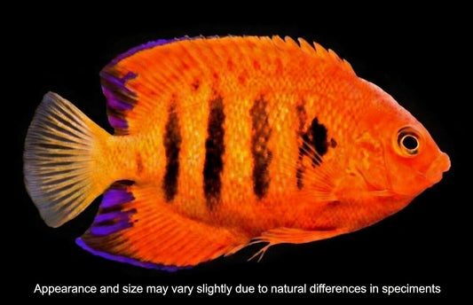 Flame Angelfish (Centropyge loriculus) – Approx. Under 2”