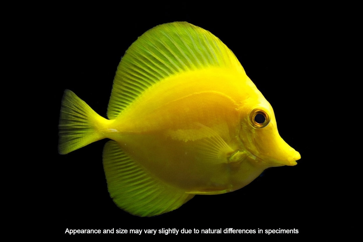 Captive Bred Hawaiian Yellow Tang (Zebrasoma flavescens) – 2"