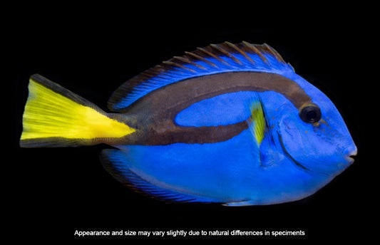 Blue Hippo Tang