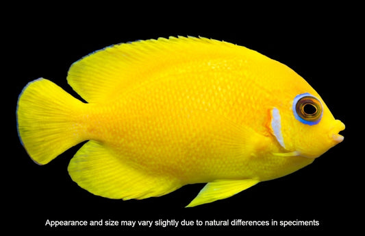 Lemonpeel Angelfish (Centropyge flavissima) – Approx. Under 2”