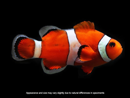 Ocellaris Clownfish (Captive Bred) – Amphiprion ocellaris – Under 1.25”