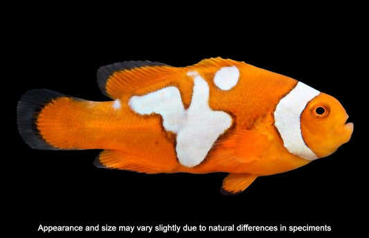 Picasso Percula Clownfish (Amphiprion percula) – Captive Bred – Under 1”