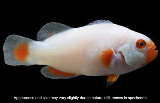 Platinum Percula Clownfish (Captive Bred) – Amphiprion percula – Under 1”