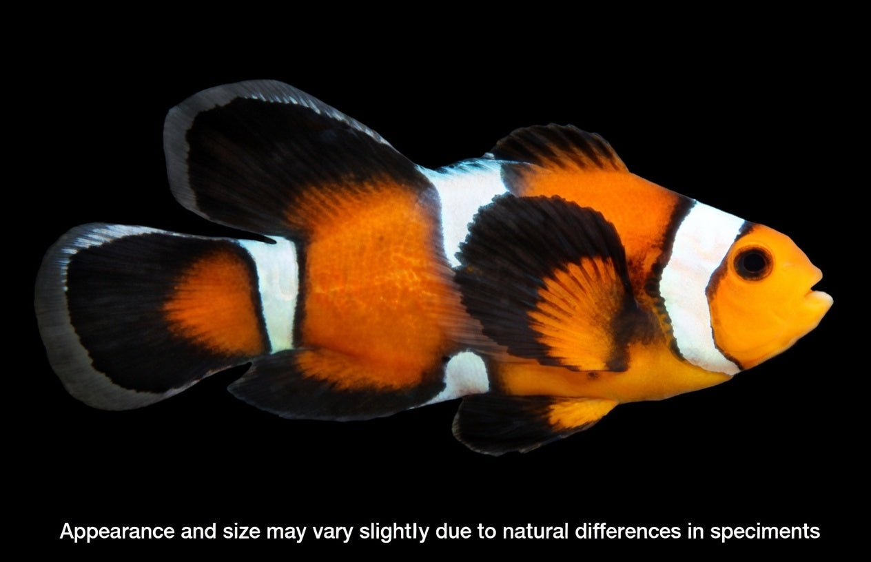 Longfin Misbar Ocellaris Clownfish (Captive Bred) – Amphiprion ocellaris – Under 1”