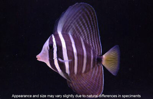 Sailfin Tang (Zebrasoma veliferum) – Approx. 1.25–1.75