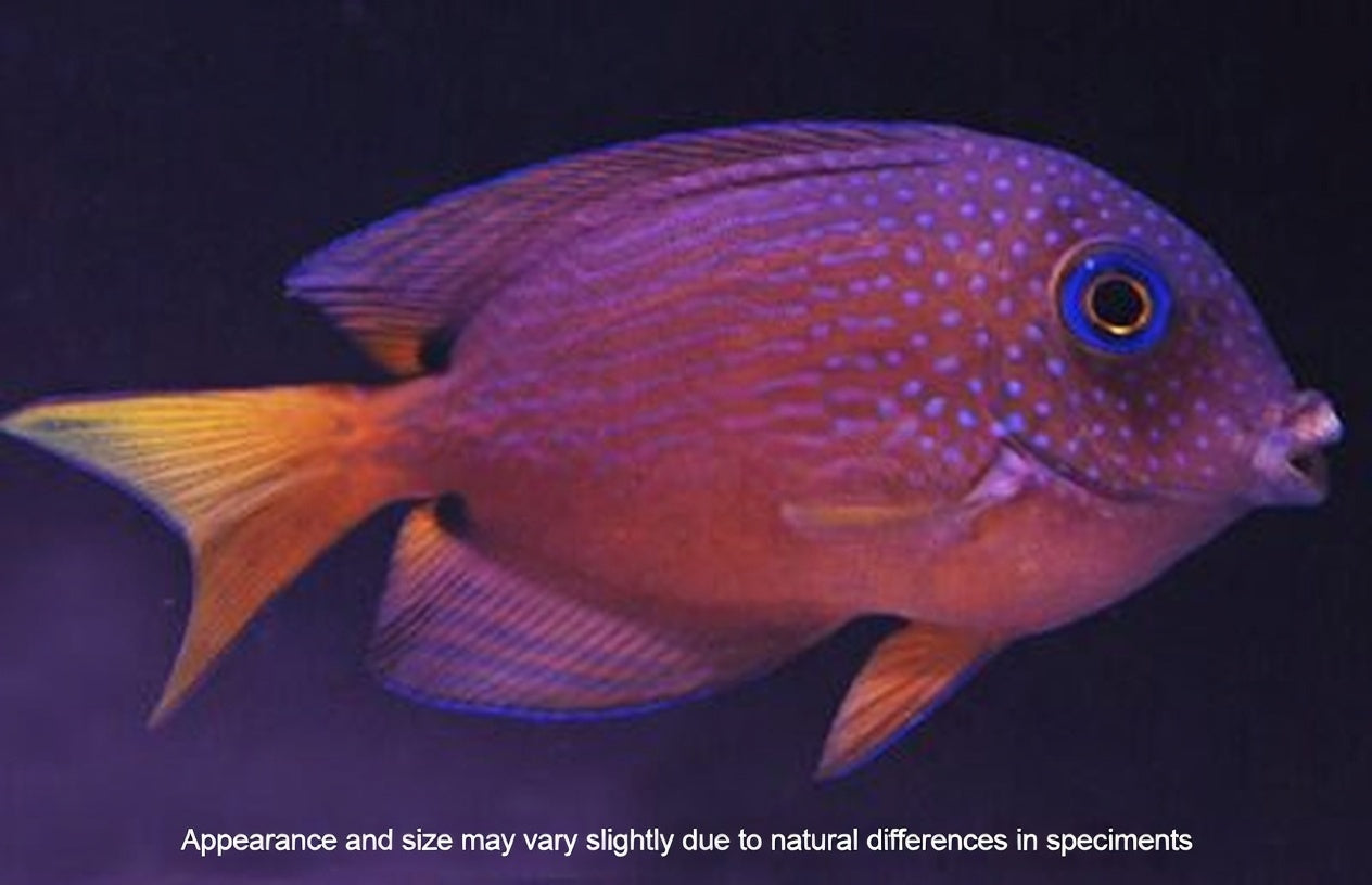 Blue eye Kole (Ctenochaetus binotatus) – Approx. 1.75–2.75”
