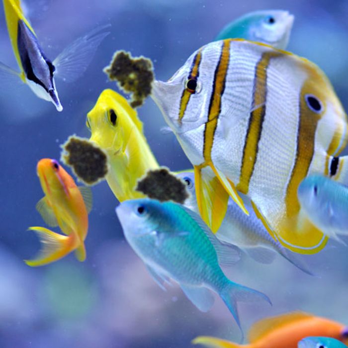 Easy Reefs Masstick Fish Food