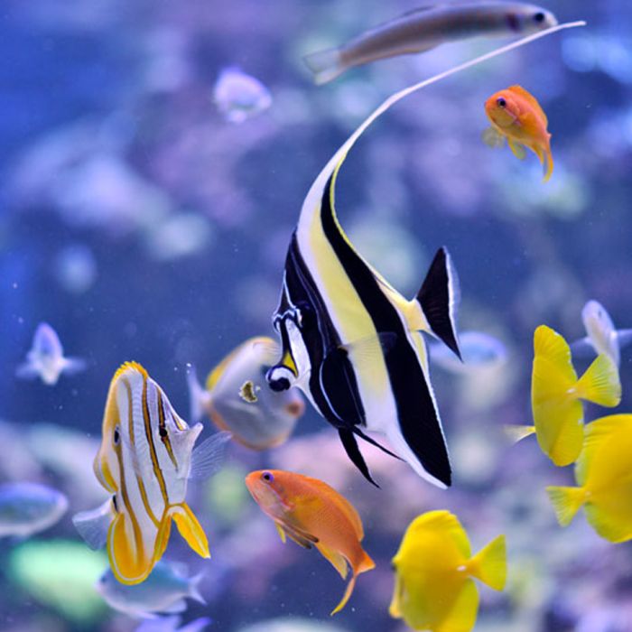 Easy Reefs Masstick Fish Food