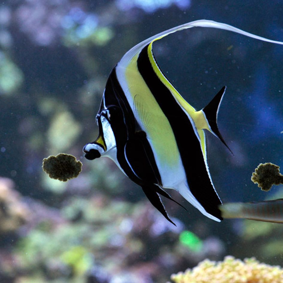 Easy Reefs Masstick Fish Food