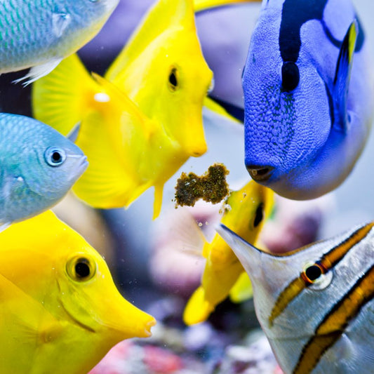 Easy Reefs Masstick Fish Food