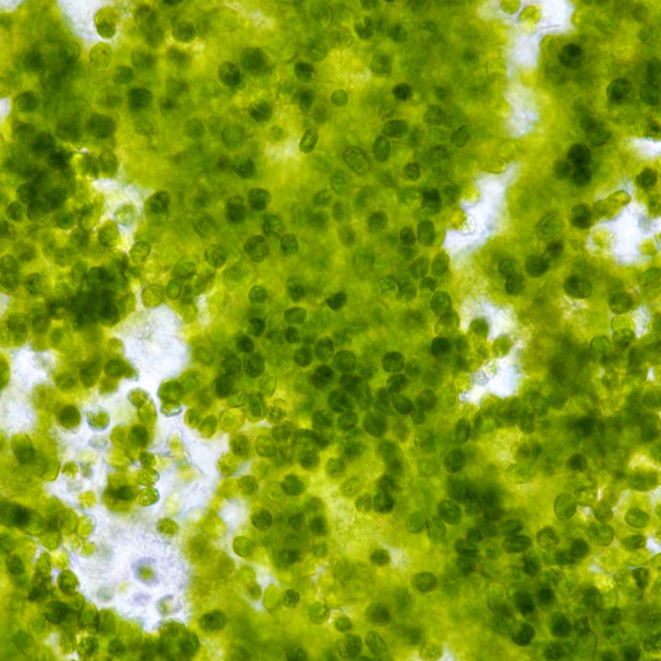 Easy Reefs EasyBooster Phytoplankton Single Dose Packs