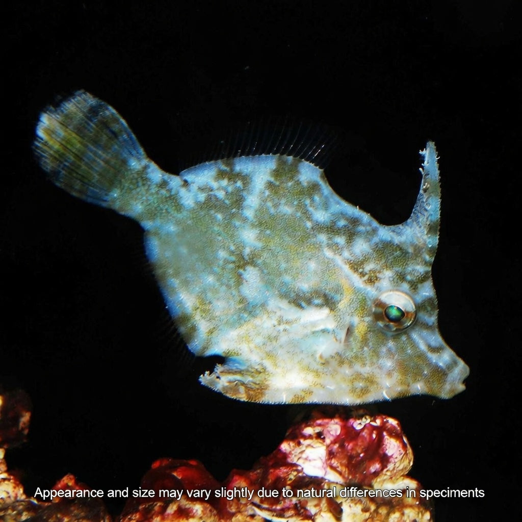 Captive-Bred Matted Filefish (Aiptasia-Eating) (Acreichthys tomentosus) – Approx. 1–2”
