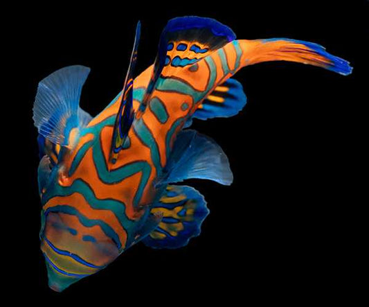 Captive-Bred Mandarin Dragonet (Synchiropus splendidus)