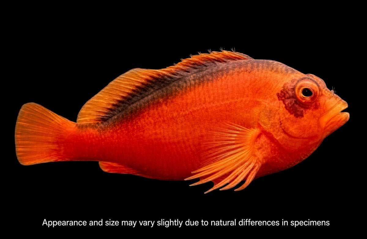 Flame Hawkfish (Neocirrhites armatus)