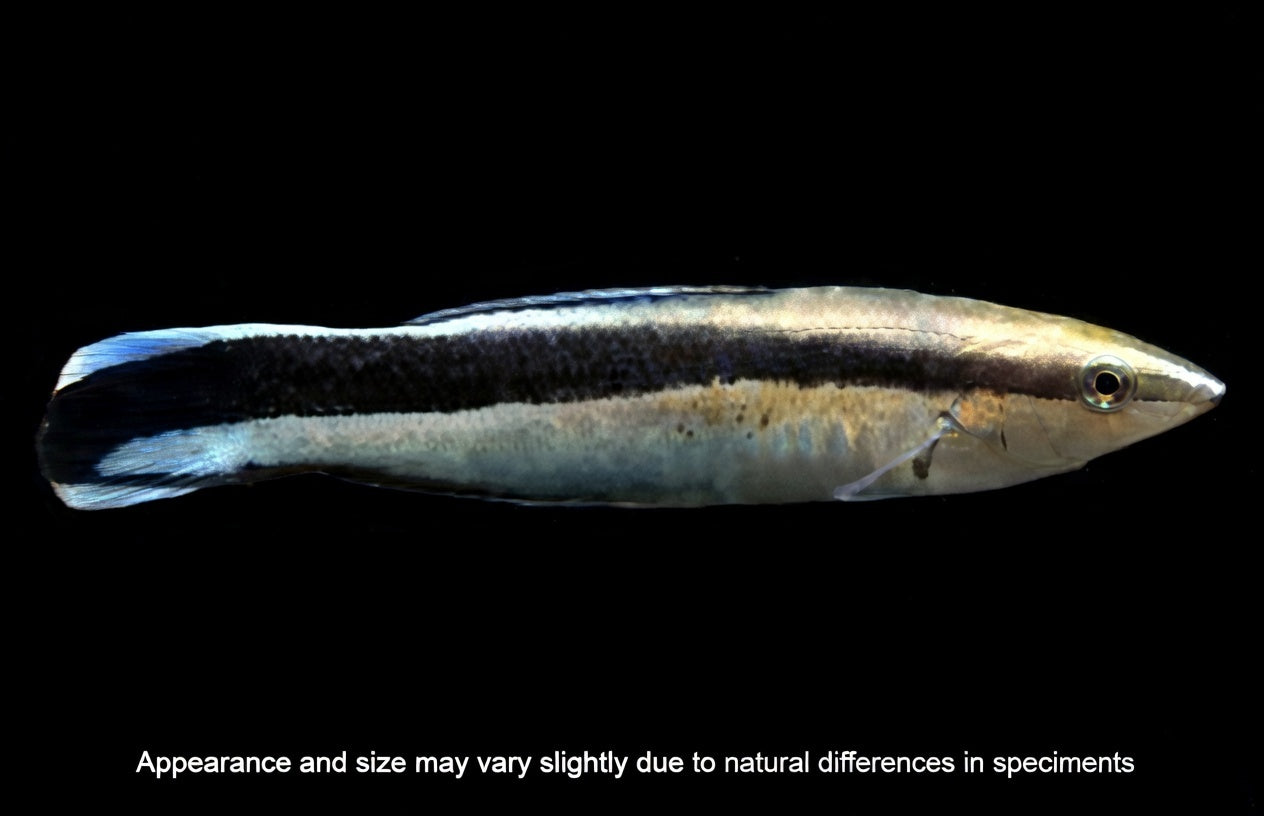Common Cleaner Wrasse (Labroides dimidiatus) – Approx. 2–3”