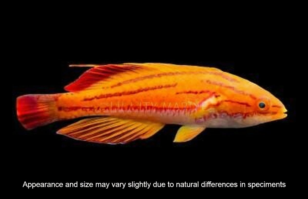 Redtail Flasher Wrasse (Paracheilinus rubricaudalis) – Male – Approx. 2–3” Sale