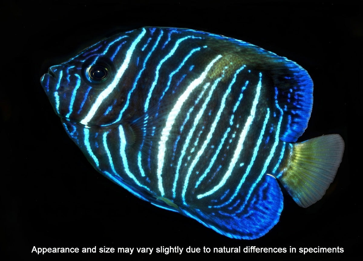 Captive-Bred Crescent Angelfish (Pomacanthus asfur) – Approx. 2–3”