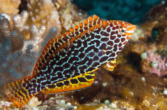 Leopard Wrasse (Female) – Macropharyngodon meleagris