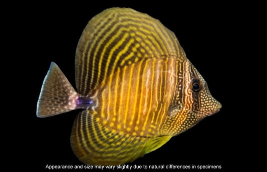 Desjardini Sailfin Tang (Zebrasoma desjardinii) – Approx. 1.75–2.75