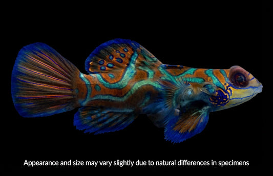 Green Mandarin Dragonet — Synchiropus splendidus