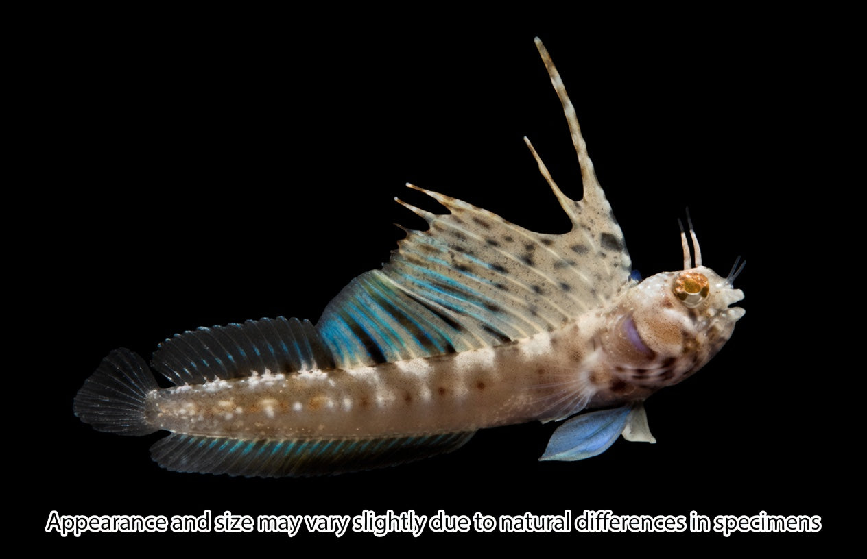 Rare Gulf Signal Blenny — Emblemaria hypacanthus