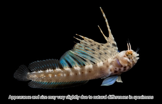 Rare Gulf Signal Blenny — Emblemaria hypacanthus