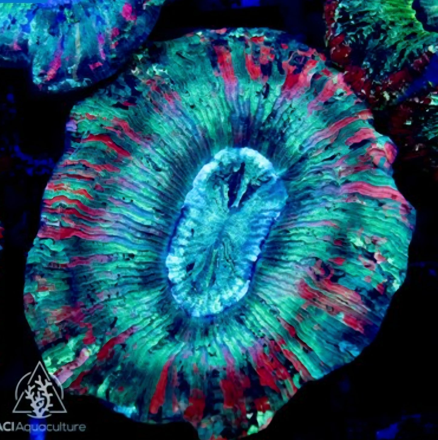 WYSIWYG Scoly Coral – Ultra Rainbow Doughnut Coral – Homophyllia australis – LPS Reef Coral for Sale