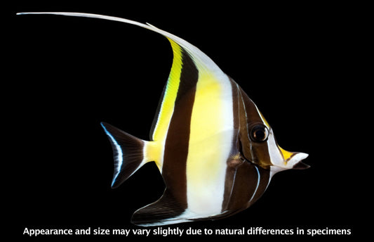 Moorish Idol