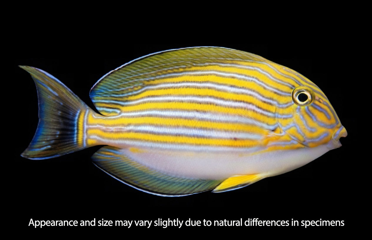 Clown Tang (Acanthurus lineatus) — Small