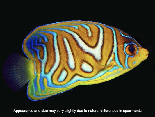 Captive-Bred Regal Angelfish (Pygoplites diacanthus) – Approx. 1”