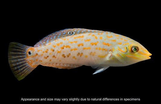 Timor Orange-Dashed Wrasse (Halichoeres timorensis) – Approx. Under 2.25