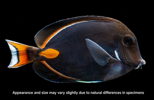 Achilles Tang — Acanthurus achilles | Approx. 5 Inches
