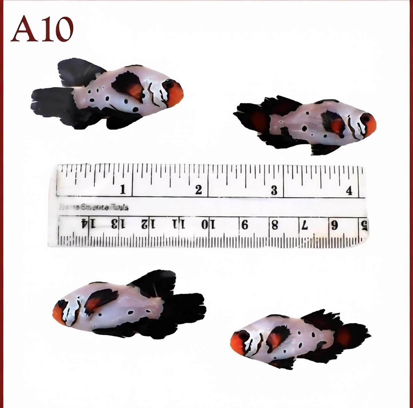 WYSIWYG Large Frostbite Longfin Clownfish Pair (Captive Bred) – Amphiprion ocellaris