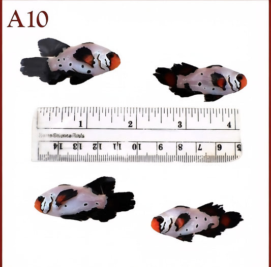 WYSIWYG Large Frostbite Longfin Clownfish Pair (Captive Bred) – Amphiprion ocellaris
