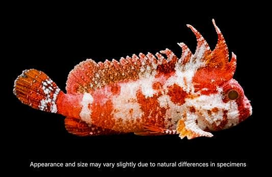Pygmy Red Rooster Waspfish
