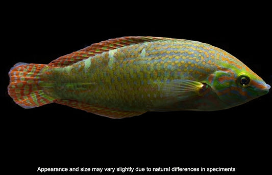 Vrolik’s Wrasse (Halichoeres chrysotaenia) – Male – Approx. 2.25–3.5”