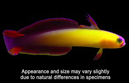Exquisite Firefish Goby!
