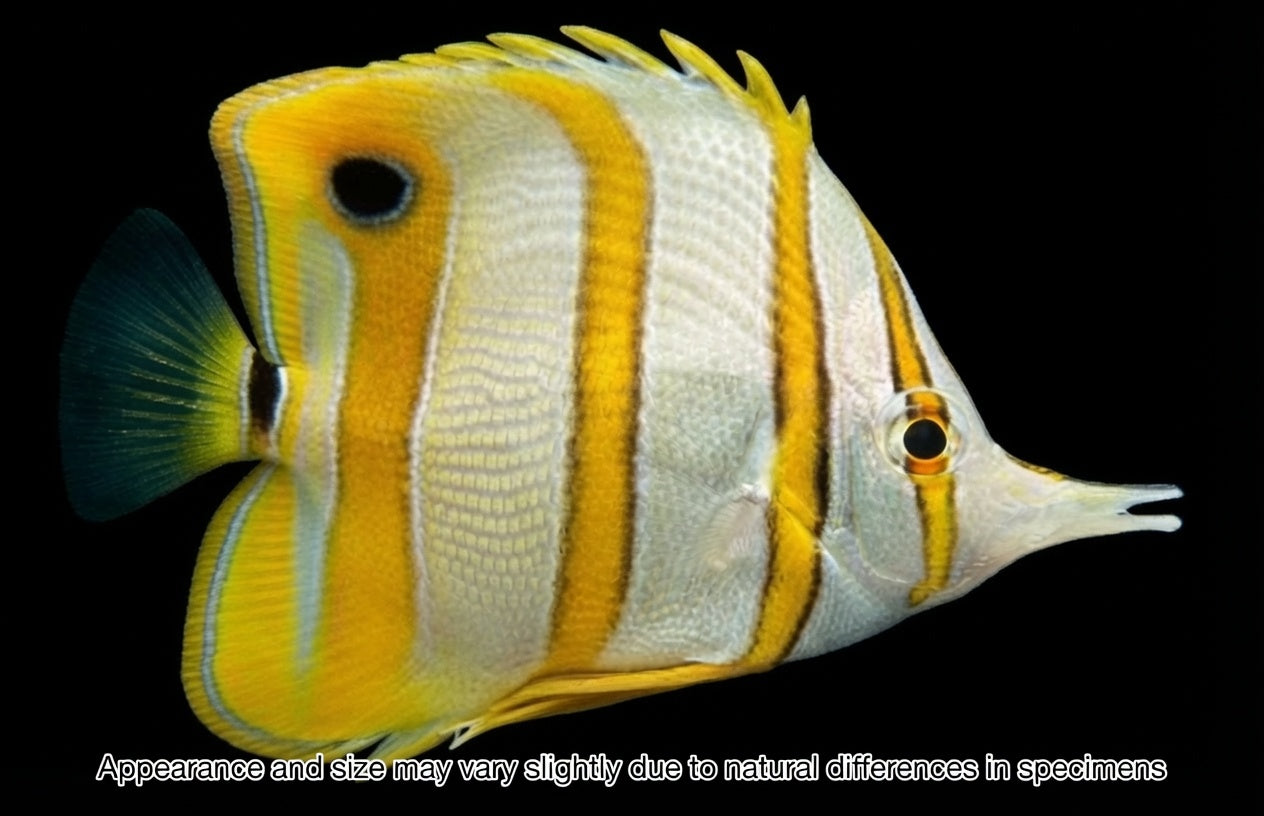 Copperband Butterflyfish — Chelmon rostratus